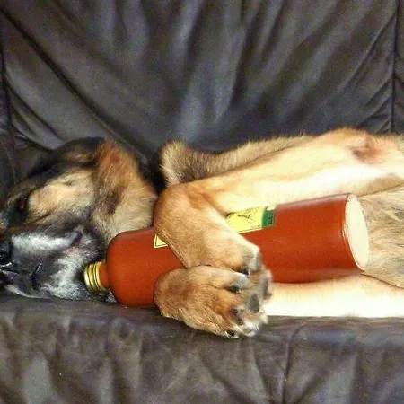 Bergl-alm, Urlaub Mit Hund Apartment *